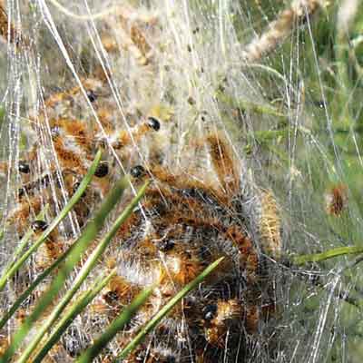 processionary caterpillars